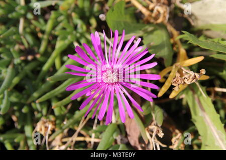 Blossom Delosperma Cooperi (Purple Ice Plant) in sunny day, South Korea Stock Photo