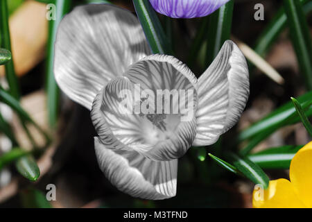 view a large purple crocus flower white photo montage Stock Photo