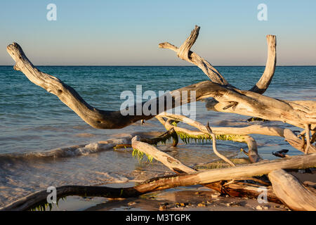 Dried branches on the beach of Cayo Jutias near Vinales (Cuba) Stock Photo