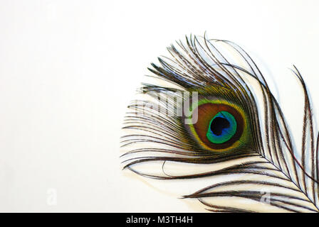 shining brightly colored colorful peacock feather on white background in large view Stock Photo