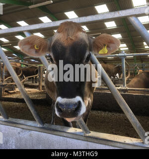 Jersey Cows eating, Jersey, Channel Islands, United Kingdom Stock Photo