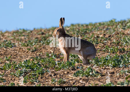 Close up of an alert Brown Hare (Lepus europaeus)  standing staring to the left on a bright sunny day Stock Photo