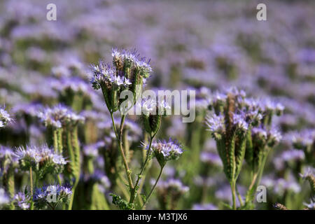 Purple nectar-rich flowers of Phacelia tanacetifolia, also called Lacy Phacelia and Purple Tansy, which is used as a bee plant in agriculture. Stock Photo