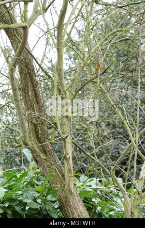 European Robin ( Erithacus rubecula ) sitting on a tree branch. Stock Photo