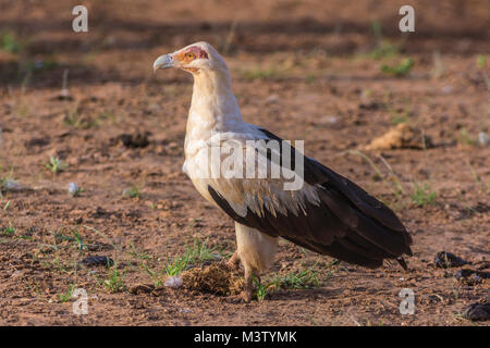 Although referred to as a vulture, the palmnut vulture is actually described as a large vulturine eagle. They typically perch in trees but walk on the Stock Photo