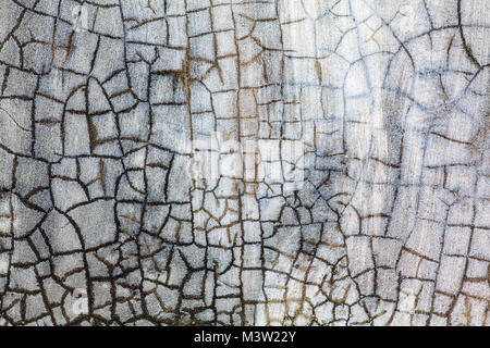 Crackled white paint on a concrete wall has a stained glass effect. black and brown lines formed from fungus growth. Stock Photo