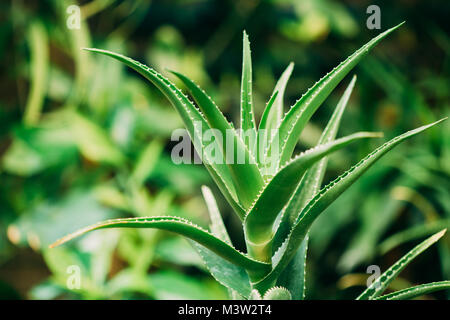 Close View Of Aloe Arborescens In Botanical Garden. Stock Photo