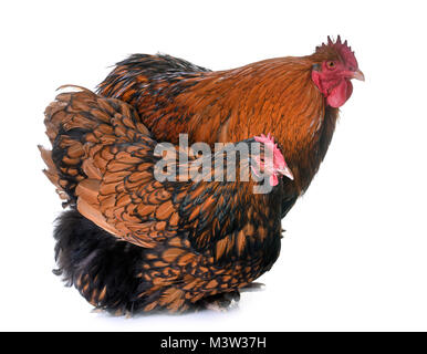 gold laced orpington in front of white background Stock Photo