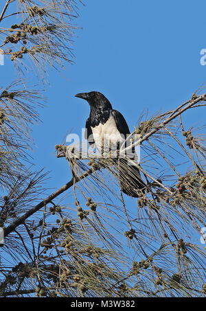Pied Crow (Corvus albus) adult perched in tree  Ifaty, Madagascar      November Stock Photo
