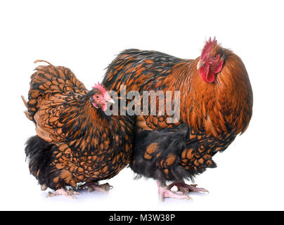 gold laced orpington in front of white background Stock Photo