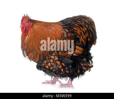 gold laced orpington in front of white background Stock Photo