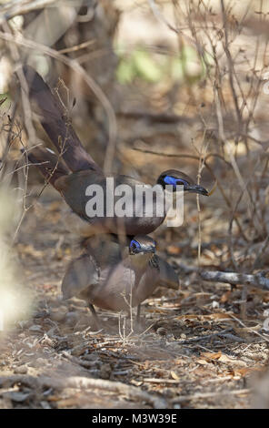 Olive-capped Coua (Coua olivaceiceps) pair mating, Madagascan Endemic  Tulear, Madagascar                 November Stock Photo