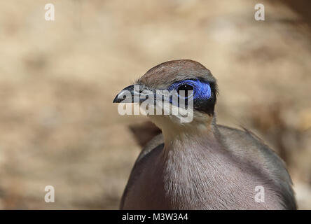 Olive-capped Coua (Coua olivaceiceps) close up of adult, Madagascan Endemic  Tulear, Madagascar                 November Stock Photo