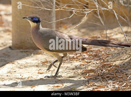 Olive-capped Coua (Coua olivaceiceps) adult walking on path, Madagascan Endemic  Tulear, Madagascar                 November Stock Photo