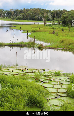 Giant green lily pads float on the water of the jungle  in Amazona, Brazil, south America Stock Photo