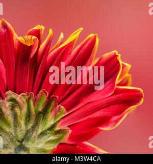 Red Chrysanthemum Flower Stock Photo