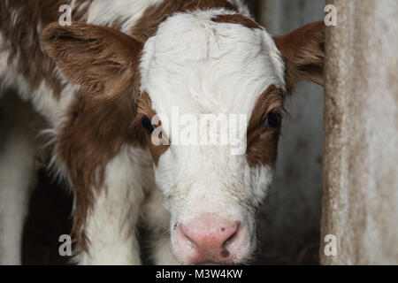 A young calf with white spots with red spots looks out of the pen Stock Photo