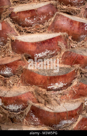 Palm Tree Brown Colour Strong Stem / Trunk Close up Shot taken during Day time. Stock Photo