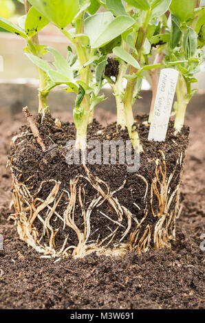 Young broad bean seedlings removed as a clump from the plastic pot in which they were sown, showing intricate root systems. Ready for planting Stock Photo