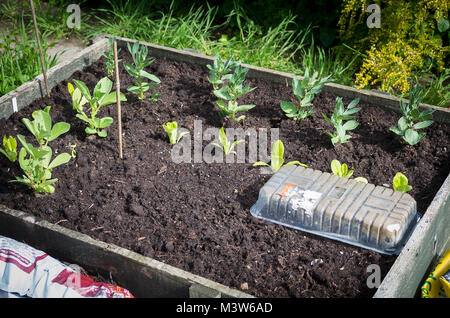 A raised wooden planter used for growing a small selection of fresh vegetables in an English garden Stock Photo