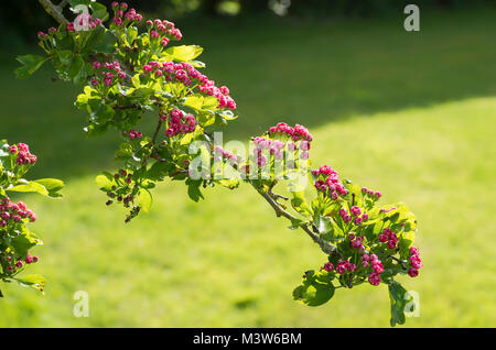 Small double pink flower buds of ornamental hawthorn Paul's Scarlet in a springtime English garden in UK Stock Photo