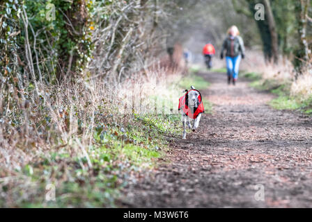 Woman walking with his Whippet puppy along a forest track in Sherwood forest, Nottinghamshire. Stock Photo