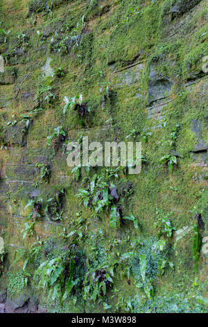 Vegetated brick wall Stock Photo