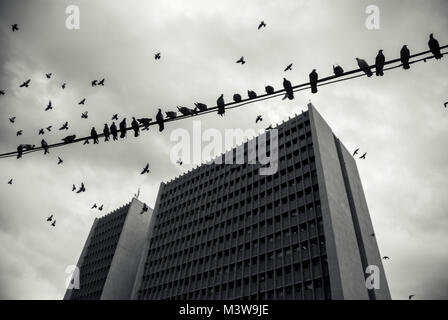 Black and white photo of pigeons perched on a cable outside the Mayor's Office in Cali, Colombia Stock Photo