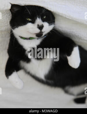 Playful tuxedo cat kitten on bed. Tuxedo kitten in playful pose on top of white bedspread. Kitten is laying on white bedspread with paws in air. Stock Photo