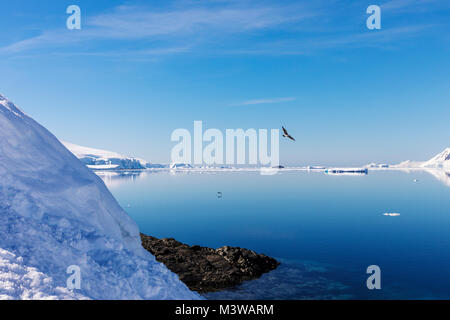 Southern Giant Petrel flying over snow & ice covered Antarctica landscape Stock Photo