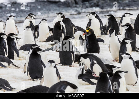 Lone Macaroni Penguin on rookery with Chinstrap Penguins; ringed penguin; bearded penguin; stonecracker penguin; Half Moon Island; Antarctica Stock Photo