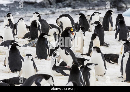 Lone Macaroni Penguin on rookery with Chinstrap Penguins; ringed penguin; bearded penguin; stonecracker penguin; Half Moon Island; Antarctica Stock Photo