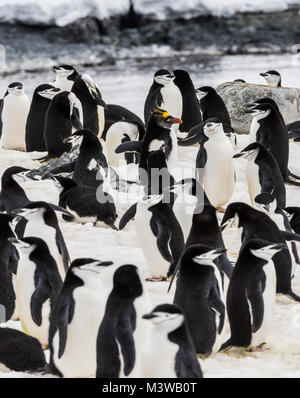 Lone Macaroni Penguin on rookery with Chinstrap Penguins; ringed penguin; bearded penguin; stonecracker penguin; Half Moon Island; Antarctica Stock Photo