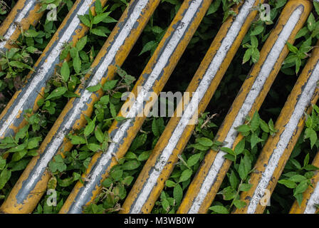 Plants growing up through a metal grid on a street Stock Photo