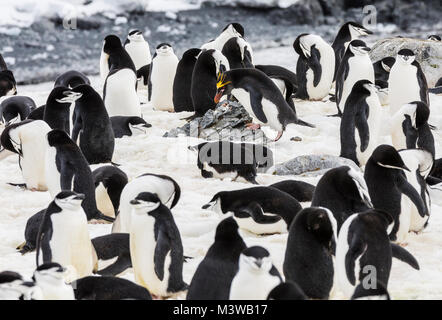 Lone Macaroni Penguin on rookery with Chinstrap Penguins; ringed penguin; bearded penguin; stonecracker penguin; Half Moon Island; Antarctica Stock Photo