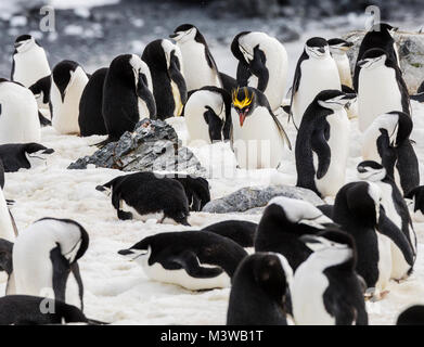 Lone Macaroni Penguin on rookery with Chinstrap Penguins; ringed penguin; bearded penguin; stonecracker penguin; Half Moon Island; Antarctica Stock Photo