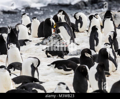 Lone Macaroni Penguin on rookery with Chinstrap Penguins; ringed penguin; bearded penguin; stonecracker penguin; Half Moon Island; Antarctica Stock Photo