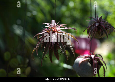 small red plant in hanging flowerpot with nature background Stock Photo