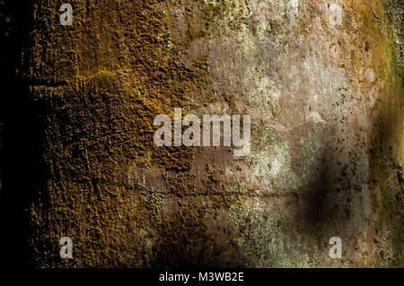 Textured, colored bark and moss on the trunk of a tree Stock Photo