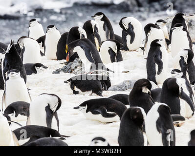 Lone Macaroni Penguin on rookery with Chinstrap Penguins; ringed penguin; bearded penguin; stonecracker penguin; Half Moon Island; Antarctica Stock Photo