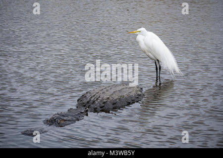 Great Egret (Casmerodius albus) adult standing on the back of an American alligator (Alligator mississippiensis) in Orlando, Florida Stock Photo