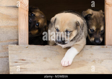 One cute curious puppy steps out of kennel to explore while two shy puppies peeking out from behind. Concept curiously, beginning, and exploration. Stock Photo
