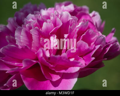 Large Bright Pink Peony Flower Stock Photo