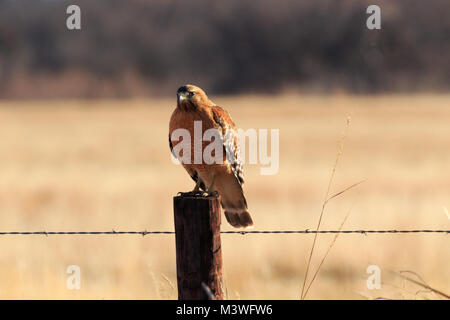 A Red Shouldered Hawk sits along the backroads of Oklahoma 2018 Stock Photo
