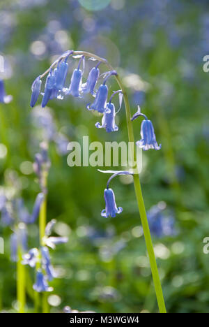 Close up on bluebell flowers growing in Carbrook Ravine nature reserve in Spring, Sheffield, UK Stock Photo