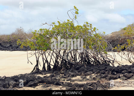 A Red Mangrove (Rhizophora mangle) tree grows from an outcrop of black lava in a white sand beach. Playa Ochoa, San Cristobal, Galapagos, Ecuador. Stock Photo