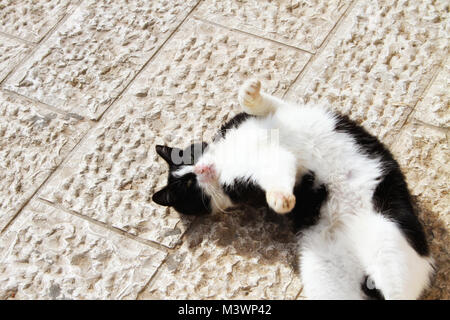 A friendly feral cat in Jerusalem's Jewish Quarter lies on her back in the sunshine. Stock Photo