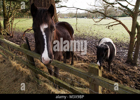 Ponies in the New Forest, England. Ponies roam freely throughout much of the New Forest. Stock Photo