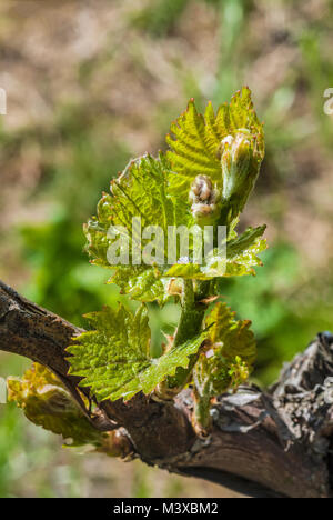 Closeup of young vine leafs, Germany Stock Photo