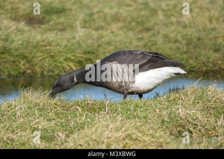 Brent goose (Branta bernicla) feeding on grassland (salt marsh) at Farlington Marshes Nature Reserve in Hampshire, UK Stock Photo